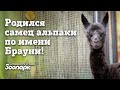 В Ленинградском зоопарке родился самец альпаки по имени Брауни!
