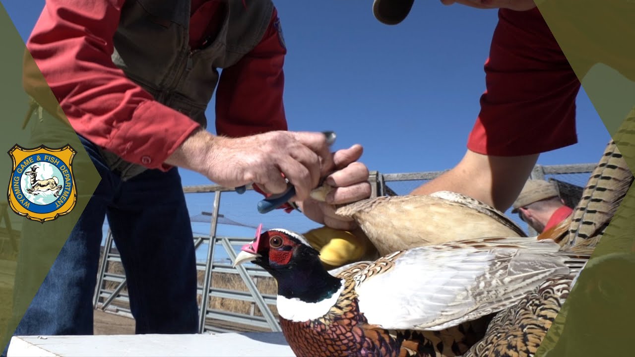 Pheasant Stocking Work in the Wild Ep. 36 YouTube