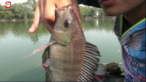 Câu Đài | Câu Cá Rô Phi Bán Tự Nhiên Tại Long An | Thế Giới Câu Đài TV