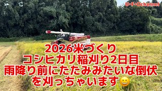 2026米づくり コシヒカリ稲刈り2日目 雨が降り前にたたみみたいな倒伏を刈っちゃいます😀@ufochannel777sadoagri  2026米づくり稲刈り3日目順調な作業ですが倒伏との戦いとなっております Ufochannel777sadoagri