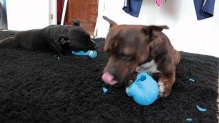 Staffordshire Bullterrier Udo & Danja