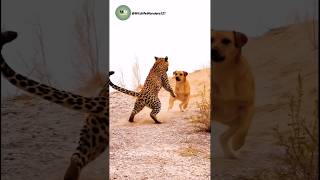 Leopard Vs Dog Fight Caught On Camera
