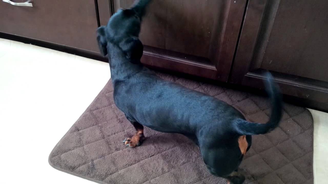 Snickerman Episode August 19 2014