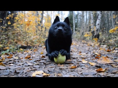 Video: Schipperke-koirarotu Allergiatestattu, Terveys- Ja Elinikäinen