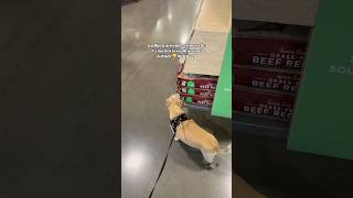 gotta do what you gotta do @p@petsmart#dogslife #dogmom gotta do what you gotta do @p@petsmart#dogslife #dogmom