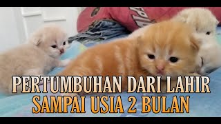 LUCUU & MENGGEMASKAN.!! Perkembangan Anak Kucing Dari Lahir Sampai Usia 2 Bulan