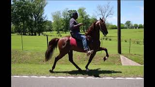 A day of training with Fred Cage Saddlebred and Standardbreds