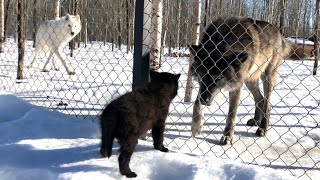 Встреча ДВУХ ТИТАНОВ 🐺 Канадский Волк Акела против Гибрида волка и маламута.
