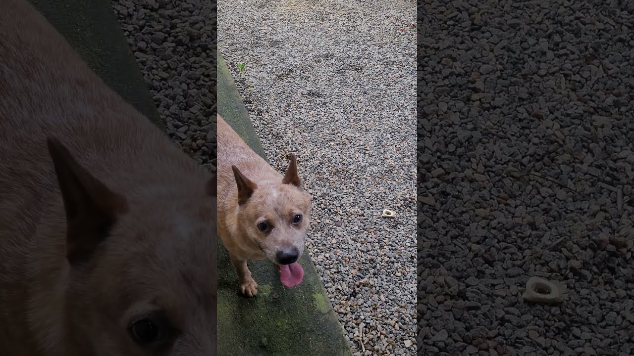 RED HEELER brincando