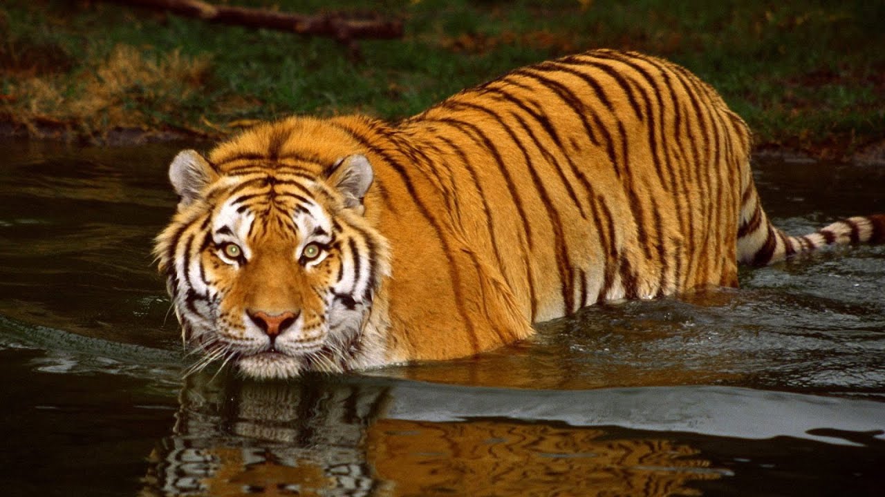 Bengai Tiger Bengai Tiger