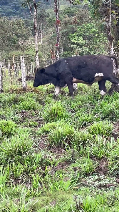 Monthly cow check #offgrid #cows #homesteading