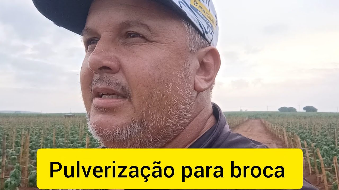  pimentão dhara! Dia de pulverização para broca e traça qual inseticida usar.
