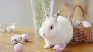 Celebrating Bunny Bliss Unveiling the Secret Lives and Adorable Antics of Rabbits#RabbitLifeRevealed