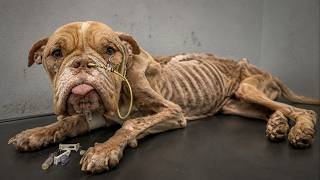 Everyone Walked Past Billie Until One Kind Stranger Saved Her From Dying Alone on the Street!