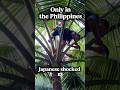 🥥wine is lami🤤#shorts #philippines #adventure #japanese #coconut #wine#hospitality #local#youtube