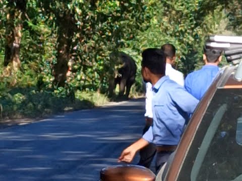 Elephant road crossing