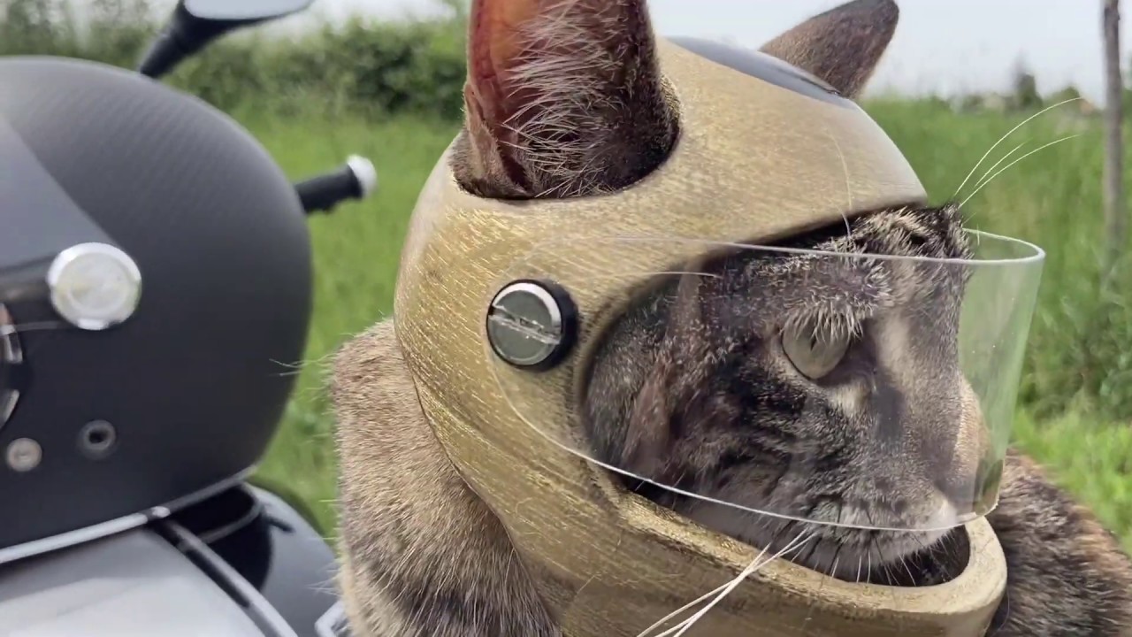 Motorbike cat helmet - YouTube