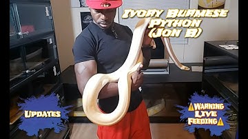 Ivory Burmese Python (Jon B) Updates and ⚠️Live Feeding⚠️