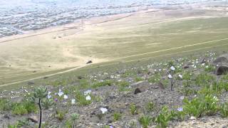 Desierto Florido, Antofagasta, Chile.