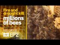 Bee future: Fire and drought kill millions of Australian bees | Bee Cause #2 | ABC Australia