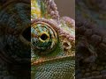 The Secret of Chameleons' Color Change