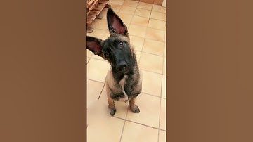 PON ESTE SONIDO PARA VER SU REACCIÓN.