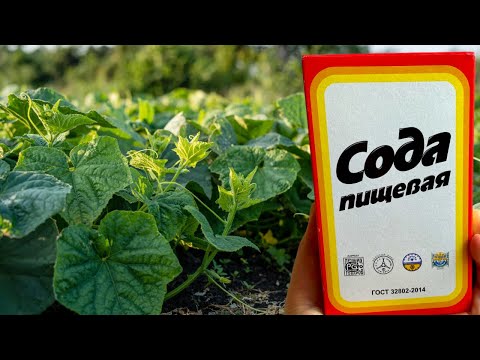 ОБЯЗАТЕЛЬНО ДАЙТЕ ОГУРЦАМ СОДУ И БУДЕТЕ СОБИРАТЬ УРОЖАЙ ВЕДРАМИ ДО ОСЕНИ! УХОД ЗА ОГУРЦАМИ