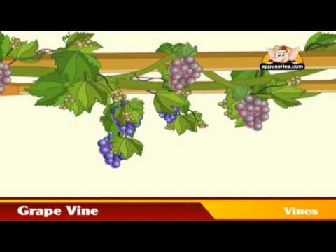 Learn about Plants in Hindi - Vines and Algae - YouTube