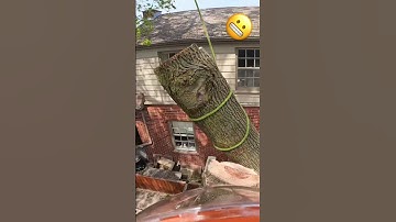 Umm 🤔 #chainsaw #stihl #closecall #fyp #gopro #tree #trees #treeservice #londonontario #treeremoval