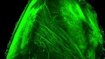 3D rendering of a hippocampus region crop of cleared mouse brain