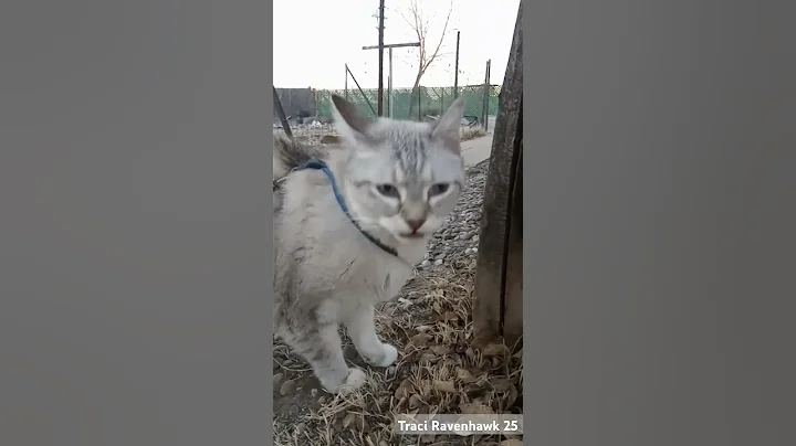 Video 7251391: siamese cat faces, cat gato