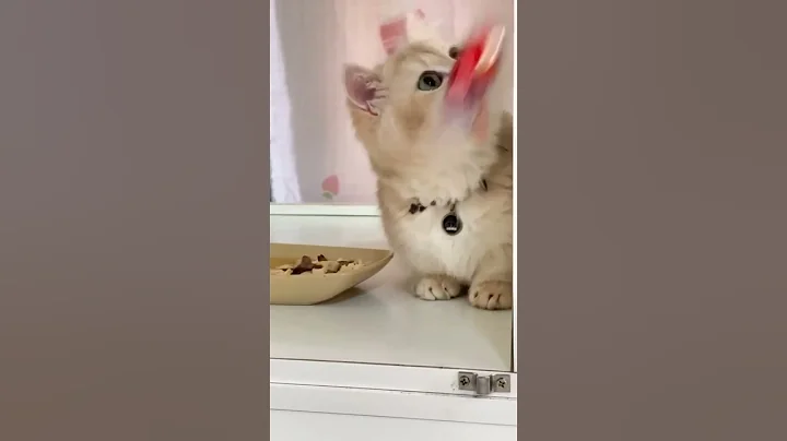 Watch the video about Breed munchkin male Golden cy12 4 mouths #youtube #beautful #youtubevideo #kitten#youtubeshorts #cat