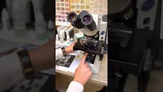 Veterinary use - how to focus a microscope
