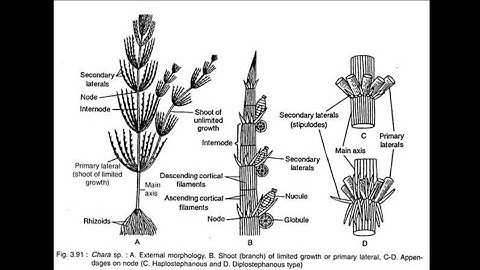 B.Sc. Part-1, Chara - Thallus Structure by Arvind Gaur