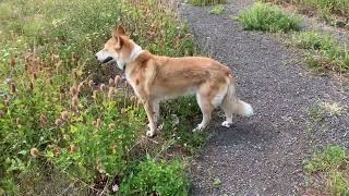 Jindo Dog at Hell’s Canyon