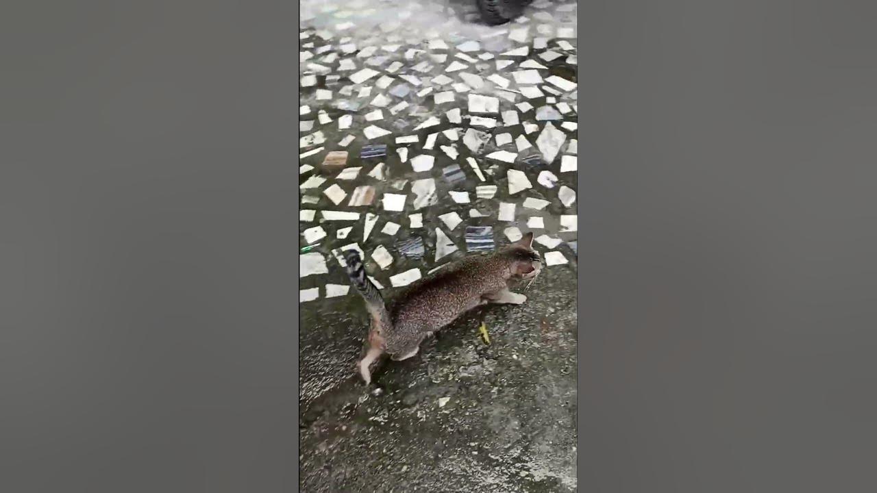 stray-cat-meow-for-food-shorts-youtube
