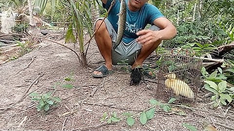 CÂU Cá Lóc Bằng Vịt Con Bầy Rồng Rồng Bự bắt được cả 2con(tập 7)