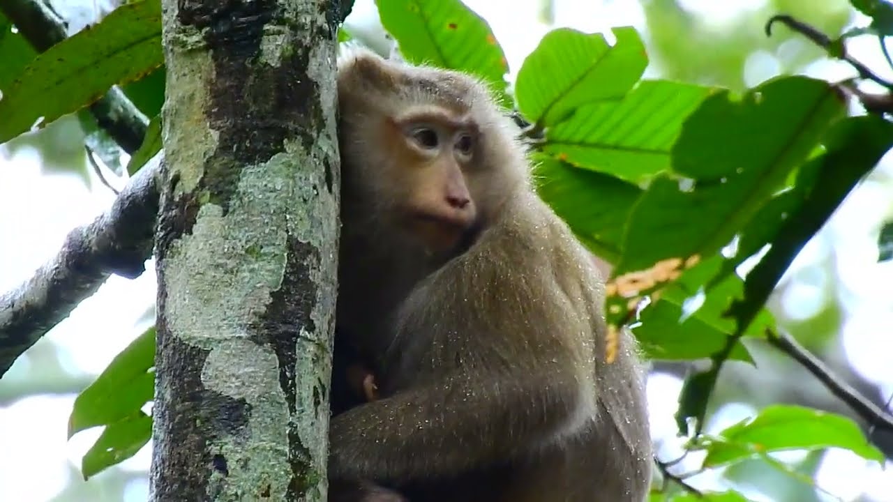 Rose look so tired and hard sleeping with baby Brady on tree when raining.