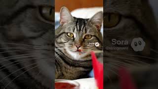 They Make The Best Mice.