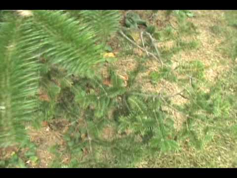 Come ID Abies balsamea var phanerolepsis