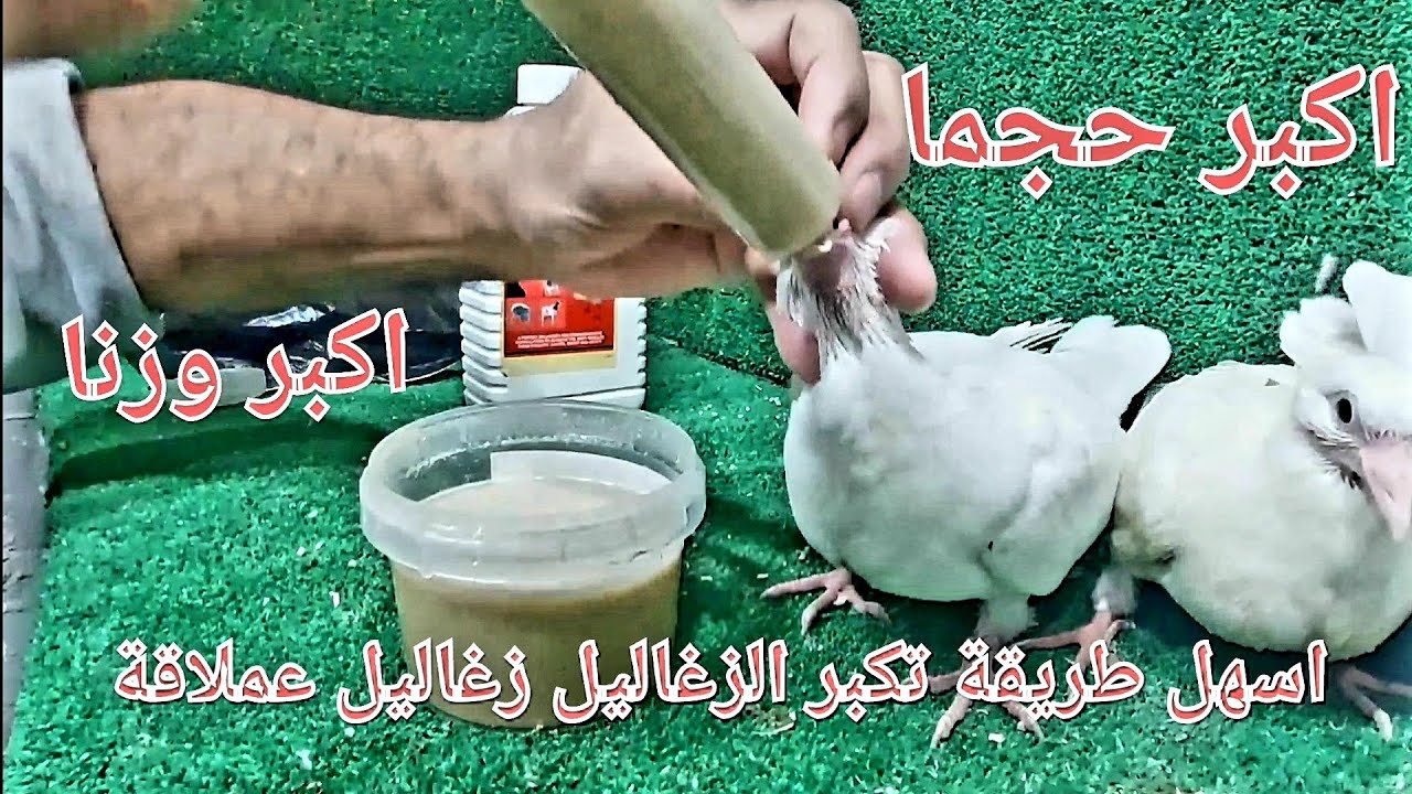 تسمين زغاليل الحمام اللاحم  بأسهل وارخص طريقة  هاتاخد زغاليل عملاقة