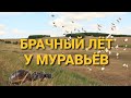 БРАЧНЫЙ ЛЁТ У МУРАВЬЁВ ИЛИ КАК ЗАРОЖДАЮТСЯ МУРАВЬИНЫЕ СЕМЬИ... (Lasius niger/Lasius flavus)