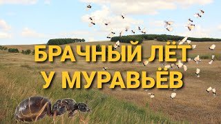 БРАЧНЫЙ ЛЁТ У МУРАВЬЁВ ИЛИ КАК ЗАРОЖДАЮТСЯ МУРАВЬИНЫЕ СЕМЬИ... (Lasius niger/Lasius flavus)