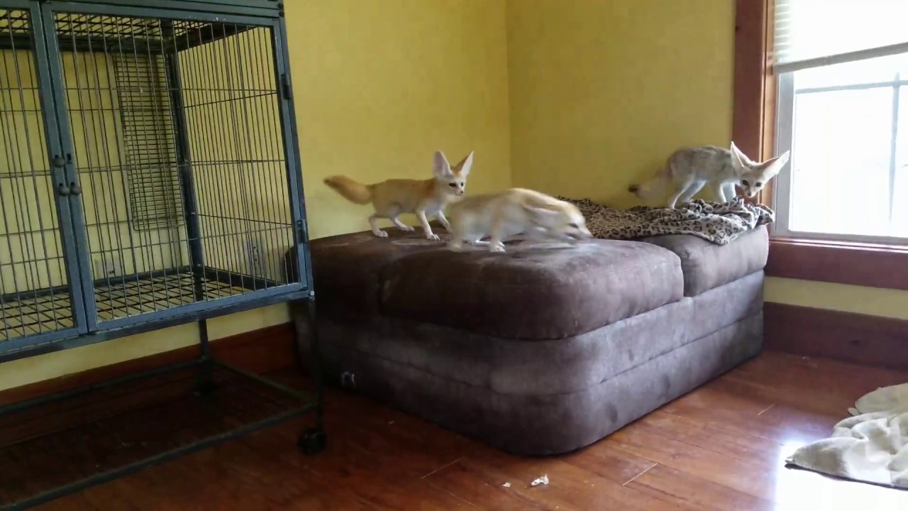 pets and animals for sale Fennec Foxes Try to Sleep but Ricky wants to Play!