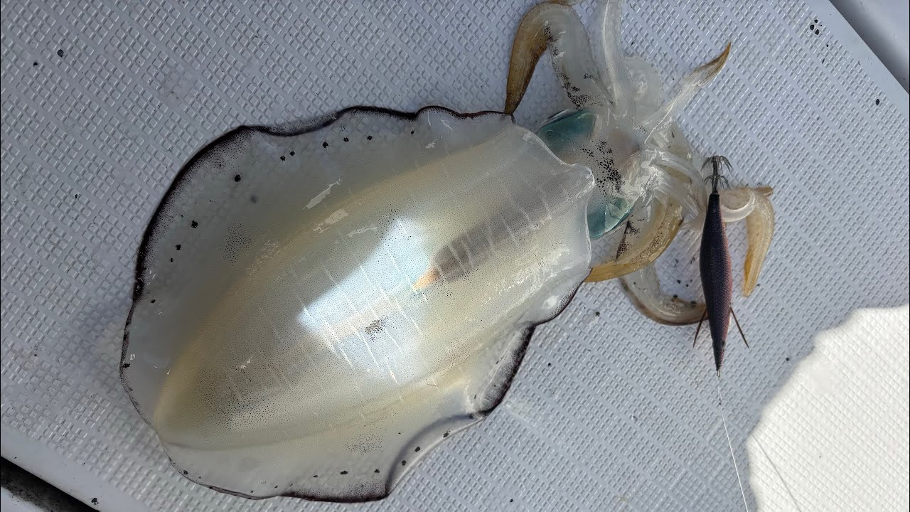 和田式仕掛けで深場のアオリイカ狙ってみた【下津井沖】2025/10/24