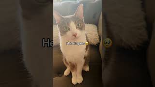 Cat content #viral #catshorts #cats #catlovers10m