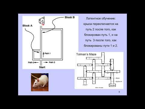 Дубынин В. А. - Мозг: как он устроен и работает - Лекция 6