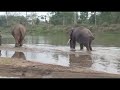 couple elephant 😍💗