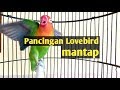 lovebird memanggil lawan,bikin burung anda berisik gak mau diam