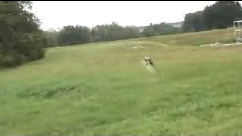 YouTube - Align T-Rex 250 - Intro & 3D Flight.flv